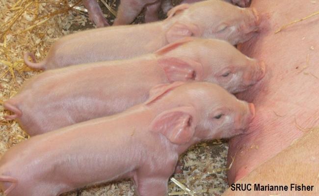 SRUC Marianne Fisher piglets